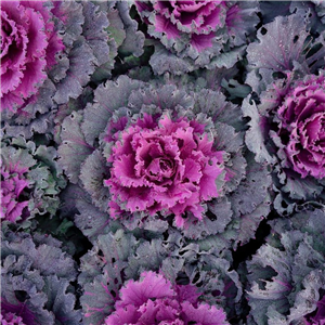 Ornamental Cabbage Pink